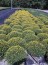 2013 Mum Crop