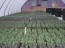 Tulips 2 weeks out of cooler