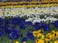 2013 Spring Pansy Crop